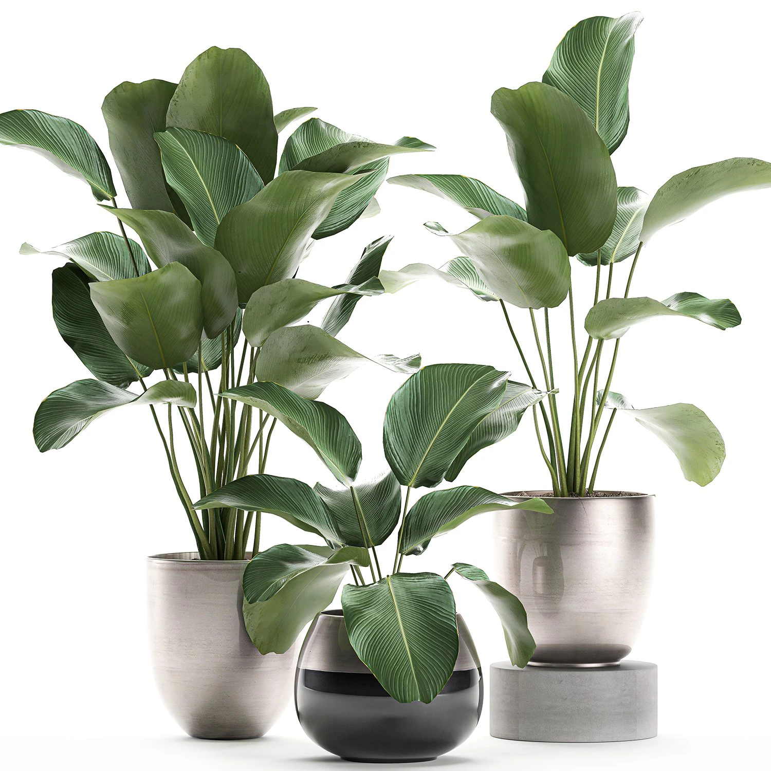 calathea lutea in a pot for the interior 684 3D Model .c4d .max .obj .3ds .fbx .stl .blend