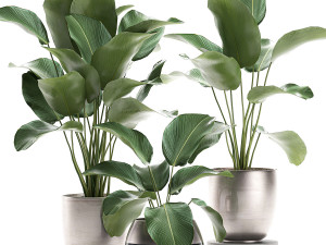 calathea lutea in a pot for the interior 684 3D Model