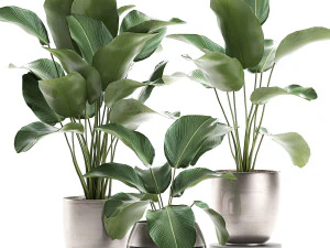 calathea lutea dalam pot untuk interior 684 Model 3D