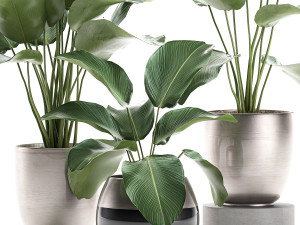 calathea lutea in a pot for the interior 684 3D Modell