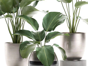 calathea lutea in a pot for the interior 684 3D Model