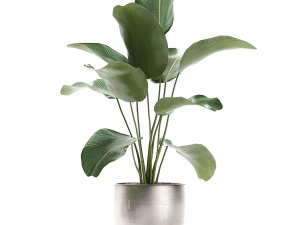 calathea lutea in a pot for the interior 684 3D Model