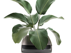 calathea lutea in a pot for the interior 684 3D Modell