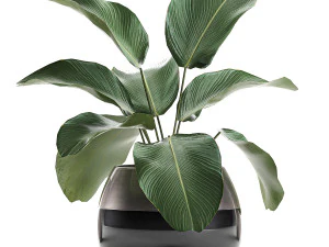 calathea lutea in a pot for the interior 684 3D Model