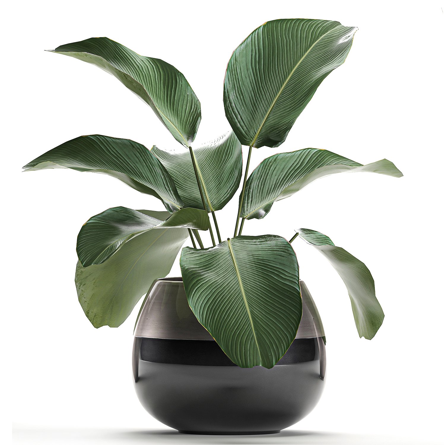 Calathea lutea in a pot for the interior 684 Modelo 3D in ...