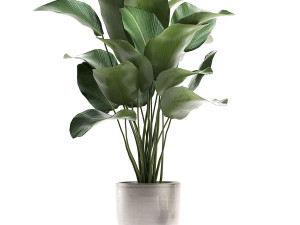 calathea lutea in a pot for the interior 684 3D Modell