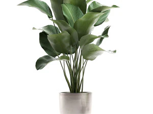 calathea lutea in a pot for the interior 684 3D Model