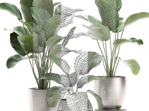 calathea lutea in a pot for the interior 684 3D Modell