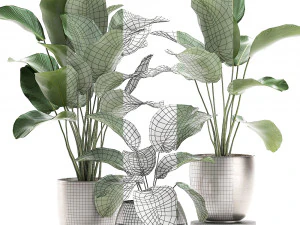 calathea lutea in a pot for the interior 684 3D Model