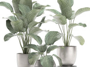 calathea lutea in a pot for the interior 684 3D Modell