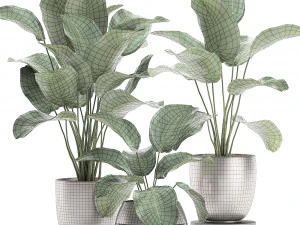 calathea lutea in a pot for the interior 684 3D Model