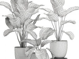 calathea lutea in a pot for the interior 684 3D Modell
