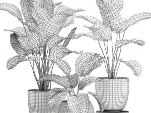 calathea lutea in a pot for the interior 684 3D Model