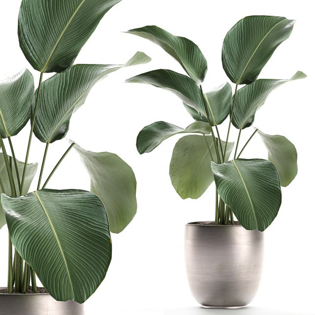 calathea lutea in a pot for the interior 683 3D Model .c4d .max .obj .3ds .fbx .stl .blend 