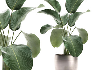 calathea lutea in a pot for the interior 683 3D Model