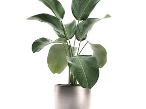 calathea lutea in a pot for the interior 683 3D Model