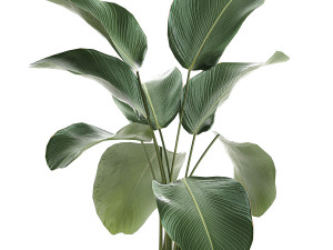 calathea lutea in a pot for the interior 683 3D Model