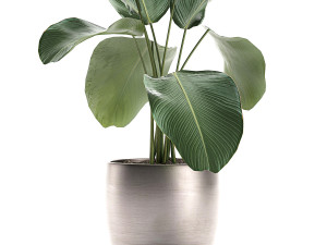calathea lutea in a pot for the interior 683 3D Model