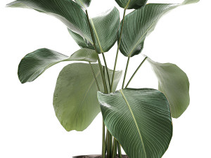 calathea lutea in a pot for the interior 683 3D Model