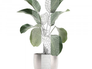 calathea lutea in a pot for the interior 683 3D Model