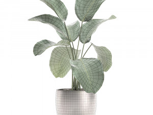 calathea lutea in a pot for the interior 683 3D Model