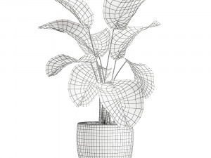 calathea lutea in a pot for the interior 683 3D Model