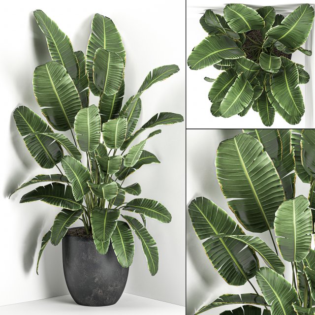 banana palm in a black pot for the interior 685 3D Модель .c4d .max .obj .3ds .fbx .stl .blend