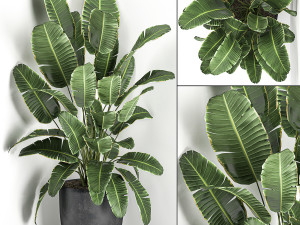 banana palm in a black pot for the interior 685 3D Model