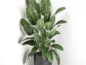 banana palm in a black pot for the interior 685 3D Модель