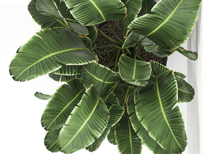 banana palm in a black pot for the interior 685 3D Модель