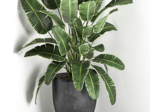 banana palm in a black pot for the interior 685 3D Модель