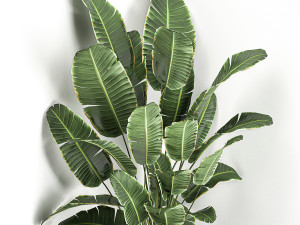 banana palm in a black pot for the interior 685 3D Модель