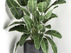 banana palm in a black pot for the interior 685 3D Модель