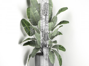 banana palm in a black pot for the interior 685 3D Модель