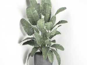 banana palm in a black pot for the interior 685 3D Модель