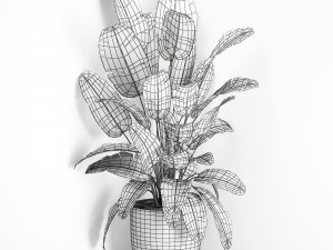 banana palm in a black pot for the interior 685 3D Модель