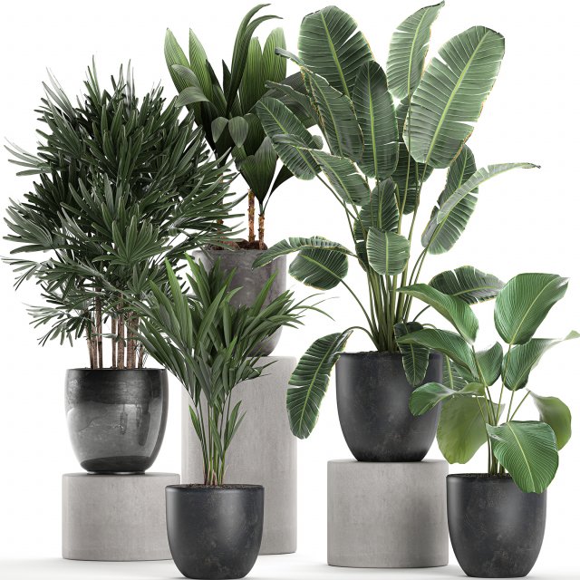 plants in a black pot for the interior 686 3D Model .c4d .max .obj .3ds .fbx .stl .blend 