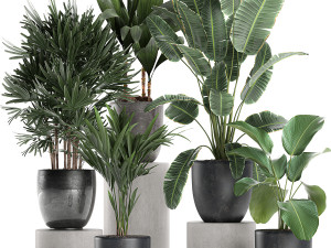 plants in a black pot for the interior 686 3D Модель