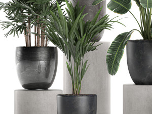 plants in a black pot for the interior 686 3D Model
