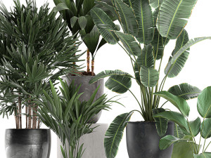 plants in a black pot for the interior 686 3D Model
