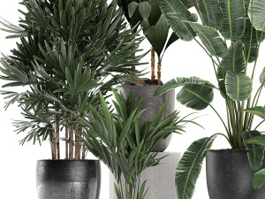 plants in a black pot for the interior 686 3D Model
