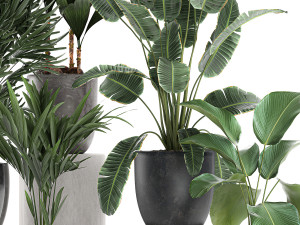 plants in a black pot for the interior 686 3D Model