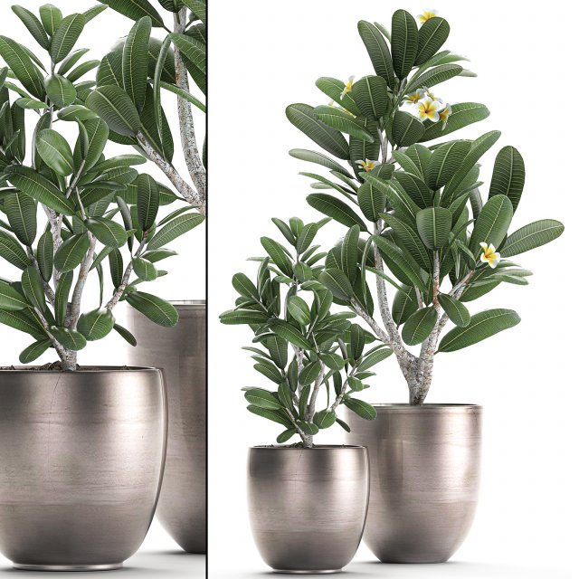 ornamental plants in a pot for the interior 687 Modelo 3D .c4d .max .obj .3ds .fbx .stl .blend 