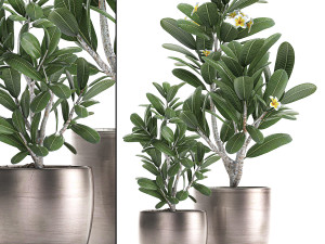 ornamental plants in a pot for the interior 687 3D Model