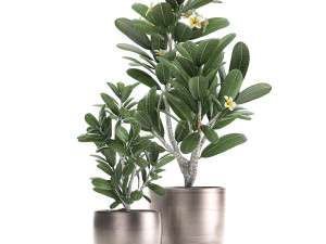 ornamental plants in a pot for the interior 687 3D Model