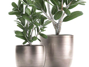 ornamental plants in a pot for the interior 687 3D Model