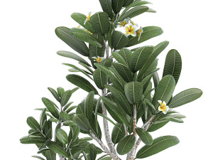 ornamental plants in a pot for the interior 687 Modelo 3D