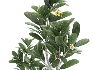 ornamental plants in a pot for the interior 687 3D Model