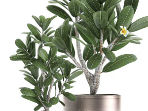 ornamental plants in a pot for the interior 687 3D Model