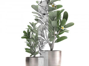 ornamental plants in a pot for the interior 687 3D Model